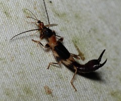 Pygidicranidae
