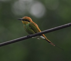Merops orientalis ferrugeiceps
