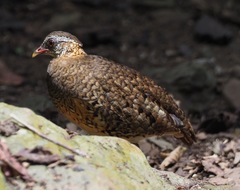 Tropicoperdix chloropus