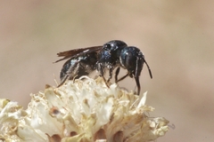 Ceratina chalcites