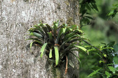 Pseudalcantarea viridiflora