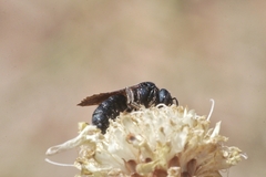 Ceratina chalcites