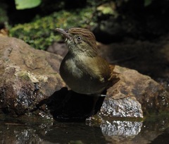 Iole viridescens cinnamomeoventris