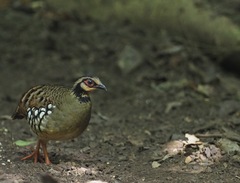Arborophila brunneopectus brunneopectus