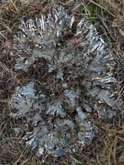Peltigera degenii