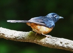 Copsychus malabaricus macrourus