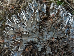 Peltigera degenii