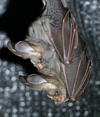 Megaderma spasma