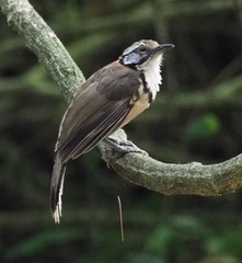 Pterorhinus pectoralis subfusus