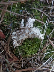 Peltigera degenii