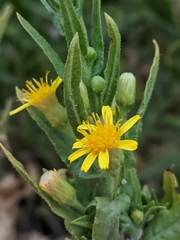 Dittrichia viscosa