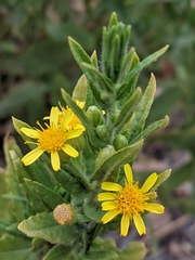 Dittrichia viscosa