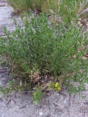 Dittrichia viscosa