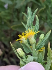 Dittrichia viscosa