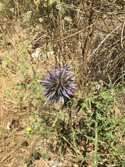 Echinops adenocaulos