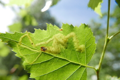 Agromyza alnibetulae