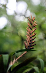 Pseudalcantarea viridiflora