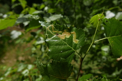 Agromyza alnibetulae
