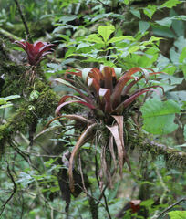Pseudalcantarea viridiflora
