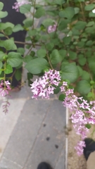 Syringa meyeri
