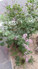 Syringa meyeri