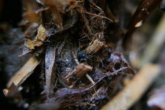 Paranemastoma quadripunctatum