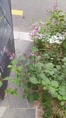Syringa meyeri