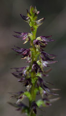 Genoplesium despectans