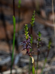 Genoplesium despectans
