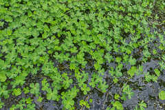 Marsilea ancylopoda
