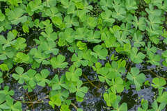 Marsilea ancylopoda