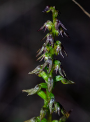 Genoplesium despectans
