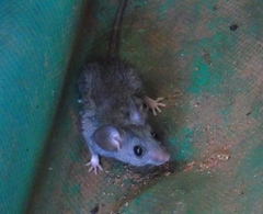 Peromyscus simulus