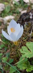 Mario Garofano, CC BY, iNaturalist via GBIF Crocus mazziaricus, photograph Mario Garofano, CC BY, iNaturalist via GBIF