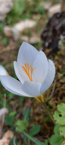 Crocus mazziaricus, photograph 3