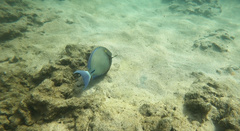 Acanthurus blochii