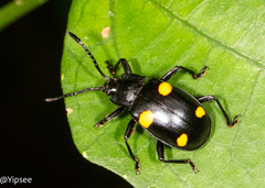 Eumorphus quadriguttatus