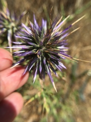 Echinops adenocaulos