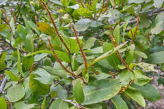 Coccoloba floribunda