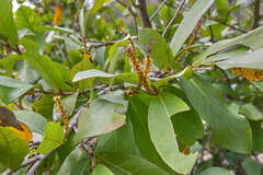 Coccoloba floribunda