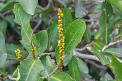 Coccoloba floribunda