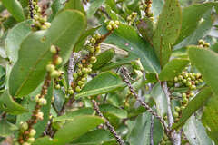 Coccoloba floribunda