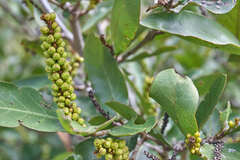 Coccoloba floribunda