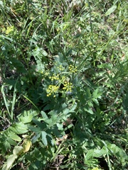 Pastinaca sativa sativa