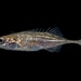Prickly Nine-spined Stickleback - Photo (c) Alex R, some rights reserved (CC BY-NC), uploaded by Alex R