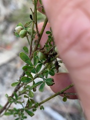 Crotalaria medicaginea
