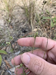 Crotalaria medicaginea