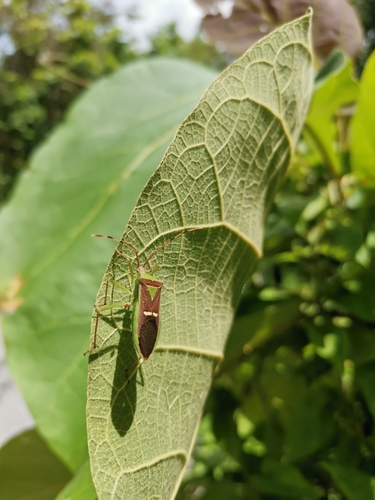 Homoeocerus walkeri