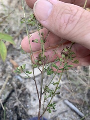 Crotalaria medicaginea