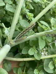 Pieris brassicae